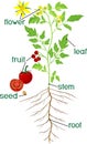 Morphology of flowering tomato plant with title