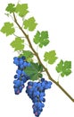 Parts of plant. Morphology of grapevine with green leaves, blue bunch and flowers isolated on white background. Royalty Free Stock Photo