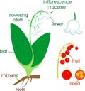 Parts of plant. Morphology of Lily of the valley or Convallaria majalis with berries, green leaves, root system and titles