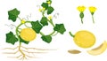 Parts of plant. Morphology of melon plant with fruits, flowers, green leaves and root system