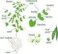 Parts of plant. Morphology of pea plant with fruits, flowers, green leaves and root system on white background Royalty Free Stock Photo