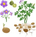 Parts of potato plant