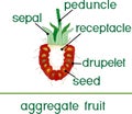 Parts of plant. Morphology of raspberry aggregate fruit in section