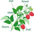 Parts of plant. Morphology of raspberry branch with red berries, green leaves, flowers and titles