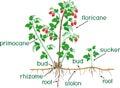 Parts of plant. Morphology of raspberry shrub with berries, green leaves, root system and titles