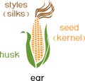 Parts of plant. Morphology of ripe corn ear with titles