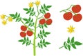 Parts of plant. Morphology of tomato plant with green leaves, red fruits, yellow flowers and root system