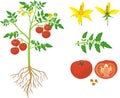 Parts of plant. Morphology of tomato plant with green leaves, red fruits, yellow flowers and root system Royalty Free Stock Photo