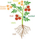 Morphology of tomato plant with green leaves, red fruits, yellow flowers and root system isolated on white backgro