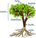 Parts of plant. Morphology of tree with green crown, root system, and titles Royalty Free Stock Photo