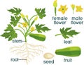 Parts of plant. Morphology of zucchini plant with fruit, green leaves, root, flowers and titles Royalty Free Stock Photo