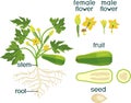 Parts of plant. Morphology of zucchini plant with fruit, green leaves, root, flowers and titles Royalty Free Stock Photo