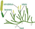 Parts of plant. Structure of Clubmoss or Lycopodium Running clubmoss or Lycopodium clavatum sporophyte with titles Royalty Free Stock Photo