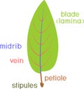Parts of plant. Structure of plant leaf with title