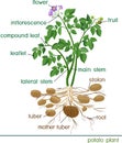 Parts of potato plant