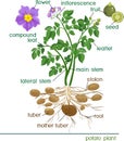 Parts of potato plant