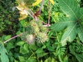 Ricinus communis L. or Palma-christi in Pota, Flores, NTT, Indonesia