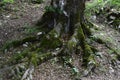 parts of the roots of an old tree in the forest Royalty Free Stock Photo