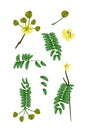 Parts of Senna Siamea on White Background