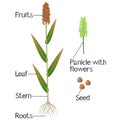 Parts of sorghum plant on a white background.