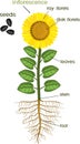 Parts of sunflower plant. Morphology of flowering plant with root system, flower, seeds and titles