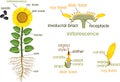 Parts of sunflower plant. Morphology of flowering plant with root system, flower, seeds and titles