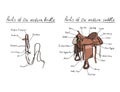 Parts of western saddle and bridle with text letters description.