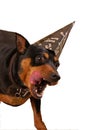 Party animal Royalty Free Stock Photo