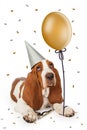 Party Basset Hound With Balloon