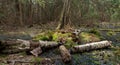 Party declined stump of broken birch tree