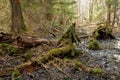 Party declined stump with parts of broken spruce tree