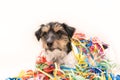 Party Dog. Jack Russell ready for carnival Royalty Free Stock Photo