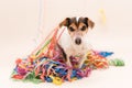 Party Dog. Jack Russell ready for carnival is looking forwards Royalty Free Stock Photo