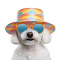 Party fancy white bichon dog wearing colorful rainbow summer hat and stylish sunglasses isolated over white background. Created