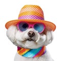 Party fancy white bichon dog wearing colorful rainbow summer hat and stylish sunglasses isolated over white background. Created