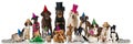 Party pets Royalty Free Stock Photo