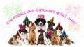 Party puppies on white background