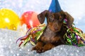 Drunk puppy with carnival decoration