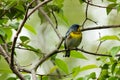 Parula warbler