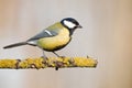 Parus Royalty Free Stock Photo