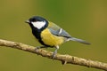 Parus major Royalty Free Stock Photo