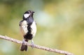 Parus Major, the black stipe special birdie Royalty Free Stock Photo