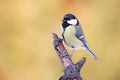 Parus major, Blue tit . Wildlife scenery. Royalty Free Stock Photo