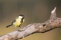 Parus major, Blue tit . Wildlife scenery. Royalty Free Stock Photo