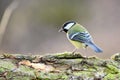 Parus major, Blue tit . Wildlife scenery. Royalty Free Stock Photo