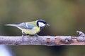 Parus major, Blue tit . Wildlife landscape, titmouse sitting on a branch.