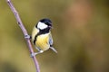 Parus major, Blue tit . Wildlife landscape, titmouse sitting on a branch.