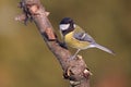 Parus major, Blue tit . Wildlife landscape, titmouse sitting on a branch.