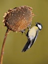 Parus major, Blue tit . Wildlife scenery. Royalty Free Stock Photo