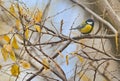 Parus major, great tit bird Royalty Free Stock Photo